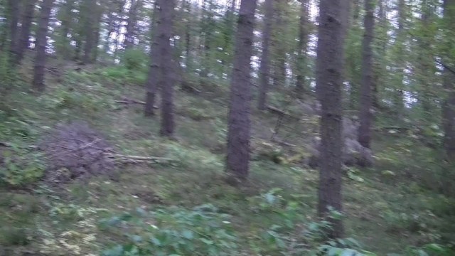 PISSING AT FOREST