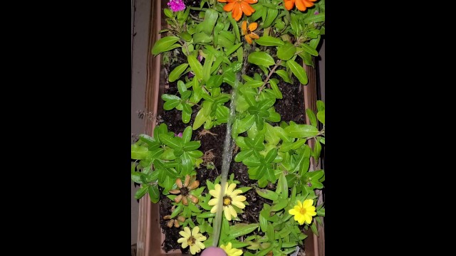 Watering The Planter! 2《4k》