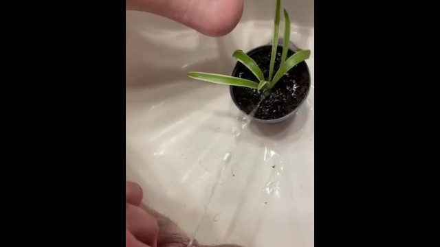 Watering the plant