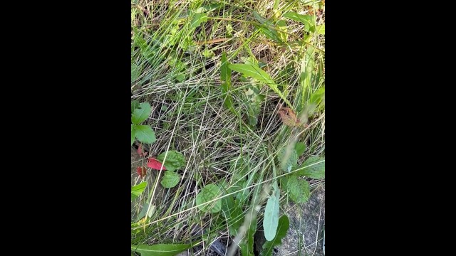 Can’t Hold My Pee, Pissing on Side of the Road - Dane Coxx